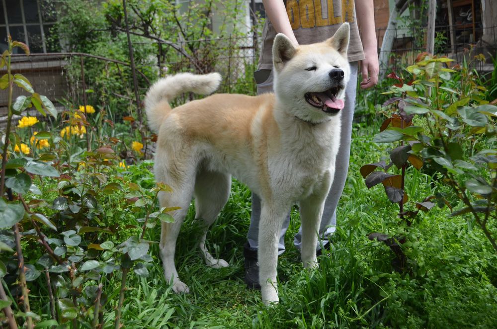 Продается японская Акита-Ину