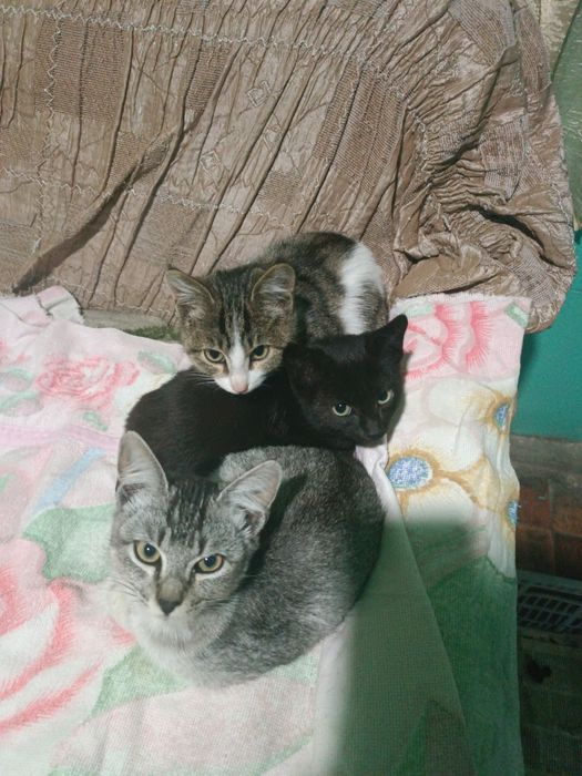 Отдам котят в добрые руки