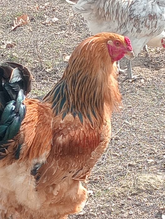 Găini Brahma Columbia și HD