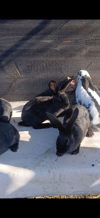 Fluture german janet havana si pestriț