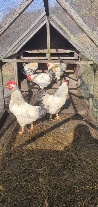 Cocosi din 2025, 1 cocos schimb