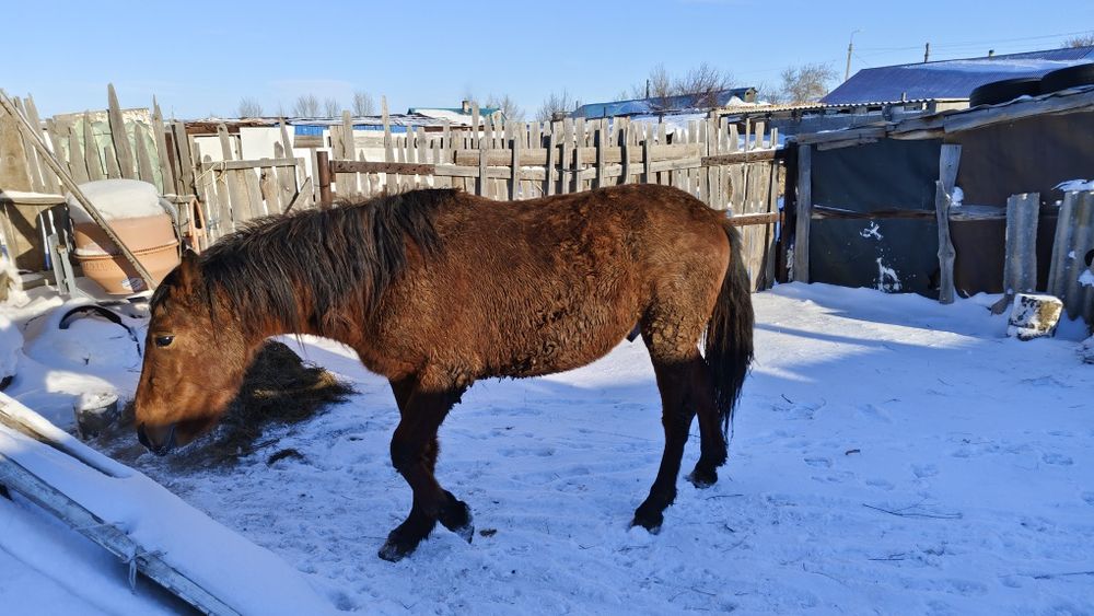 Продам коня на откорме