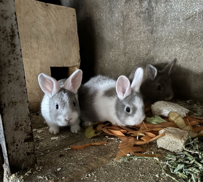 Продаются крольчата