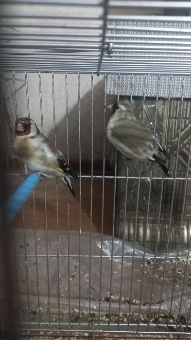 Продаётся щиголы птицы