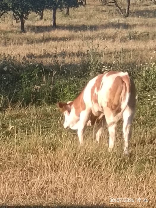 Vând vițeaua de 3 luni