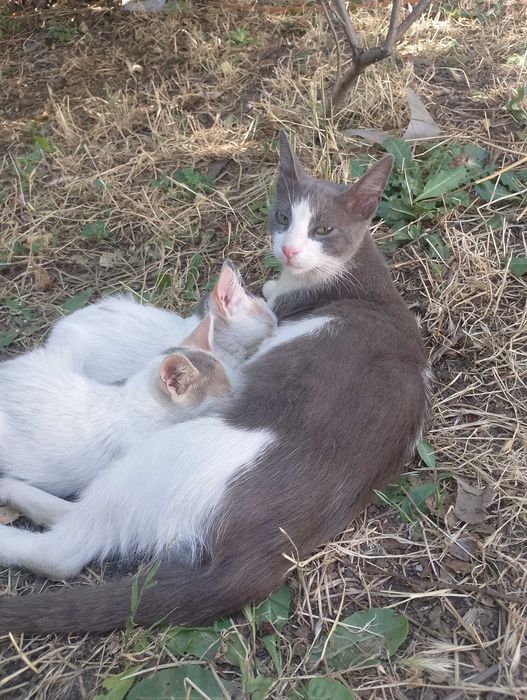 Подарявам коткана една годинка
