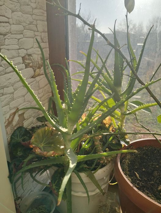 Домашние цветы. Разные