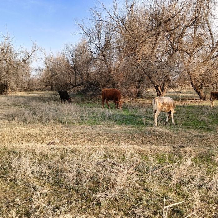 Сиыр корова тана