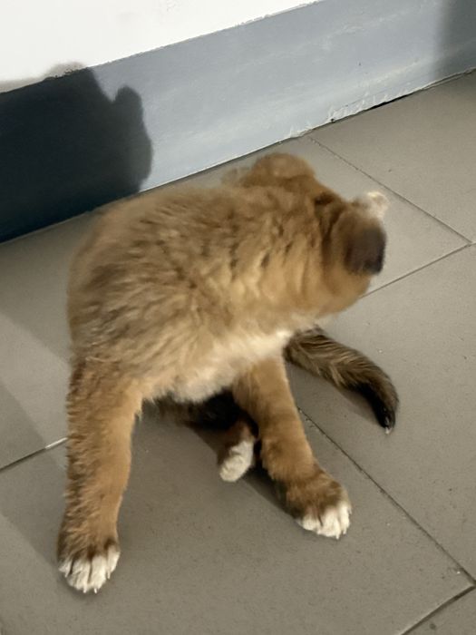 Найден щенок мальчик