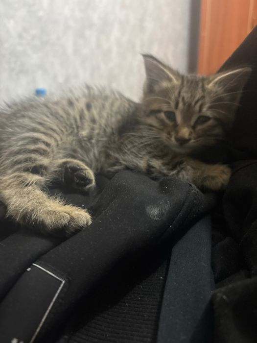 отдаю добрых котят!