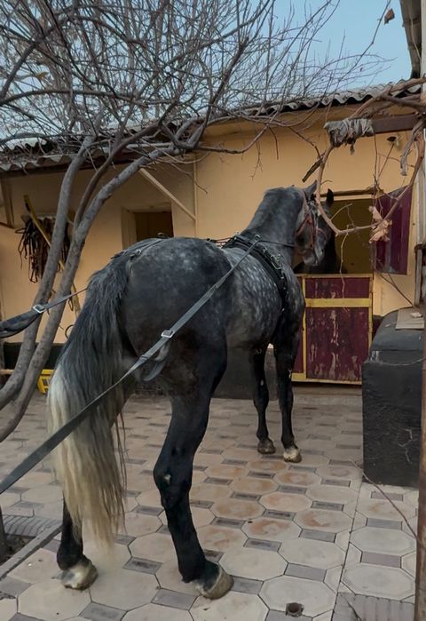 Продам Коня Орловец рост 1,75