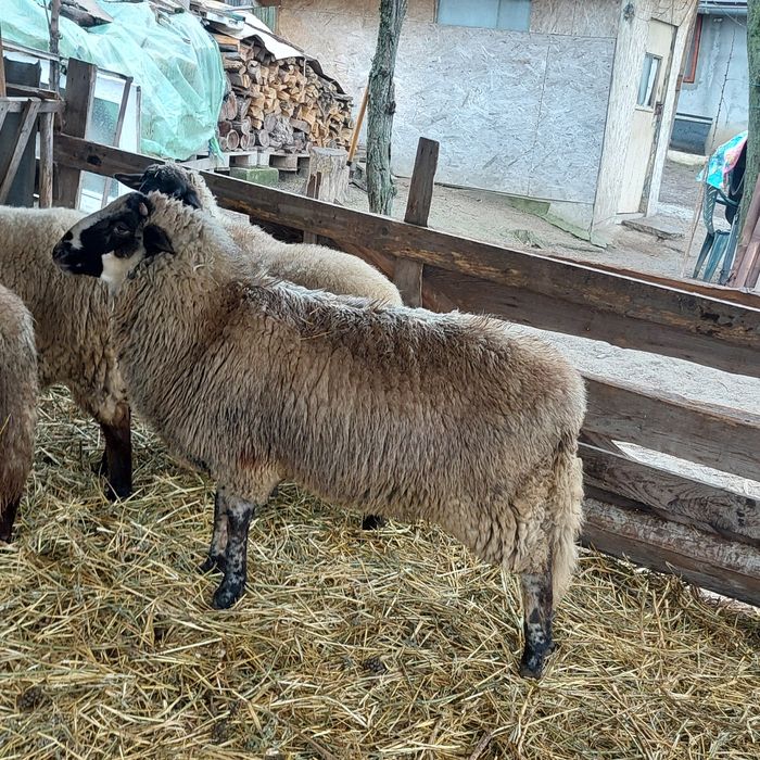 Vând berbec din primăvară