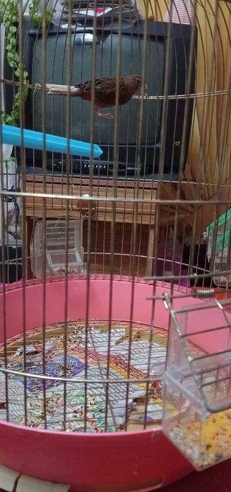 Канарейка-девочка