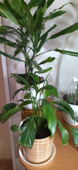 Продам комнатные цветы.