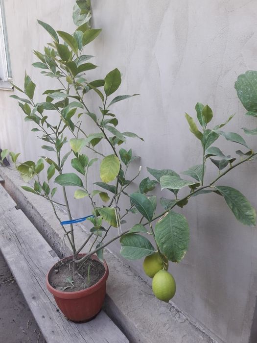 Лимон Павловский