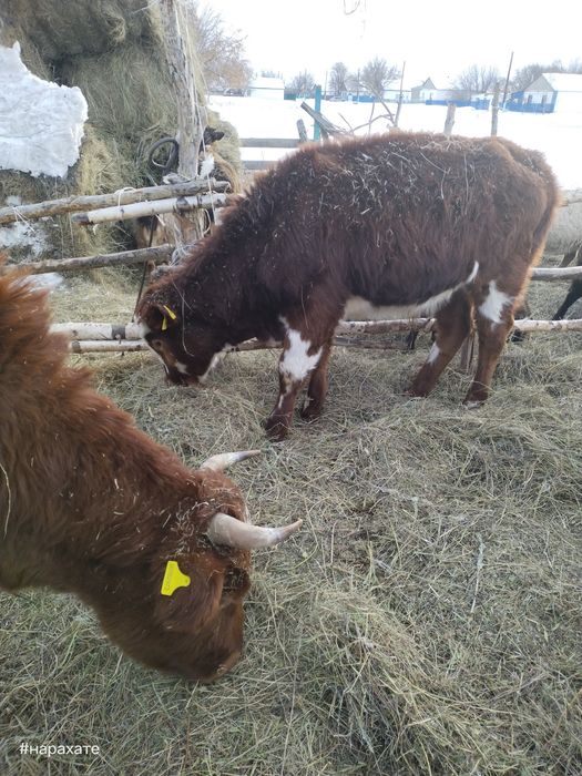 Продам телят бычки