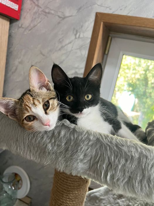 Котята в хорошие руки