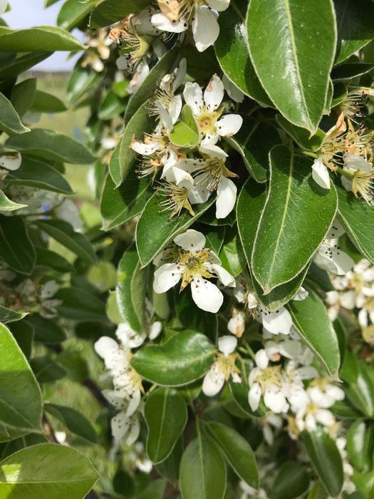 Продава се Земеделски имот в Варна, Лятно кино Тракия -  кв.м за 2084 €/дка - Снимка #4