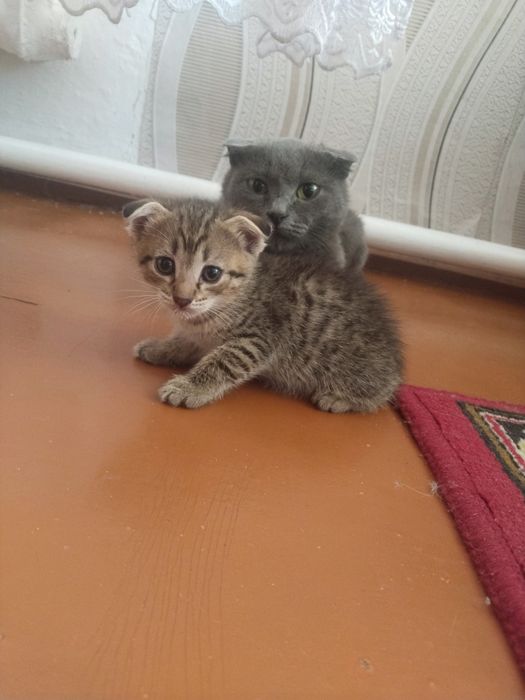 Котята в добрые руки