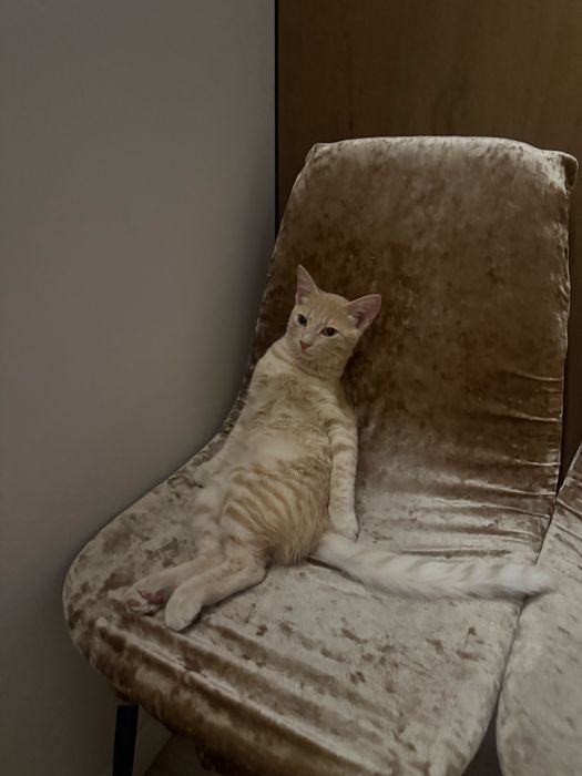 Котенок 4-5 месяцев ( мальчик)