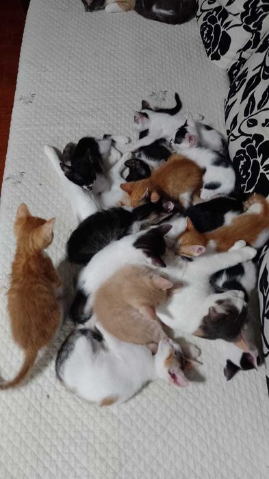 Donez pui de pisică