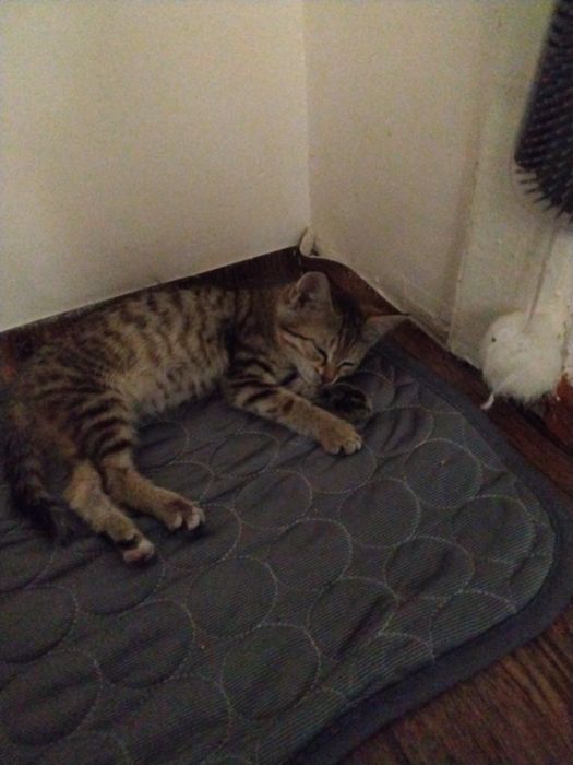 Отдам котенка бесплатно