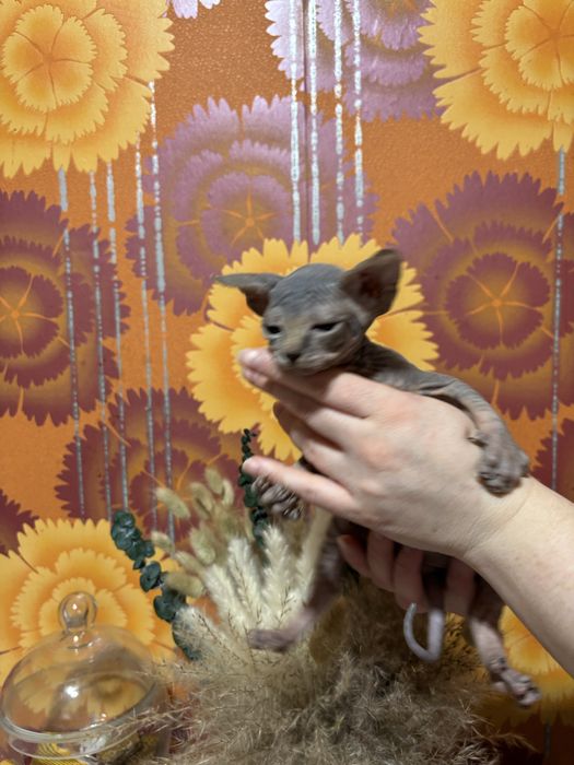 Канадский сфинкс