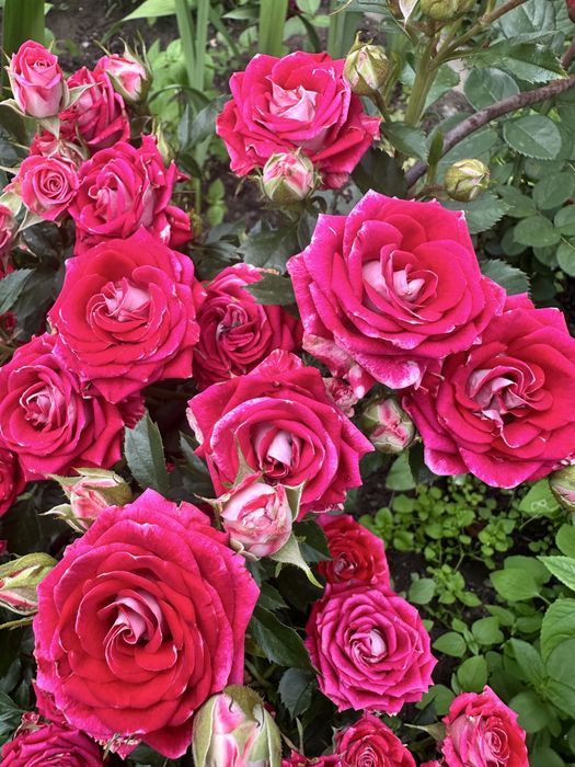 Продается хорошая дача