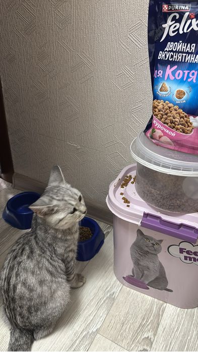 Отдам котенка мальчик