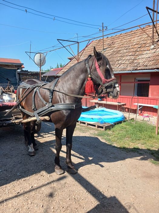 Cal de vanzare sau schimb