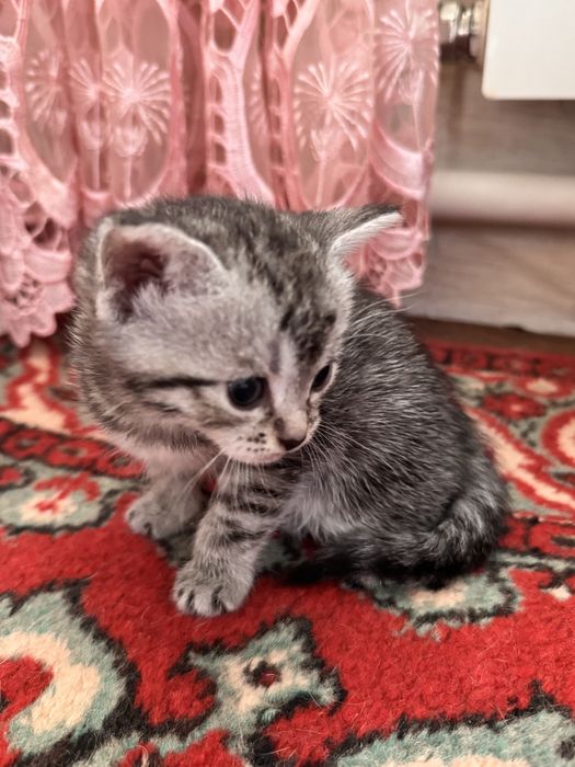 Котенок ДЕВОЧКА скрая