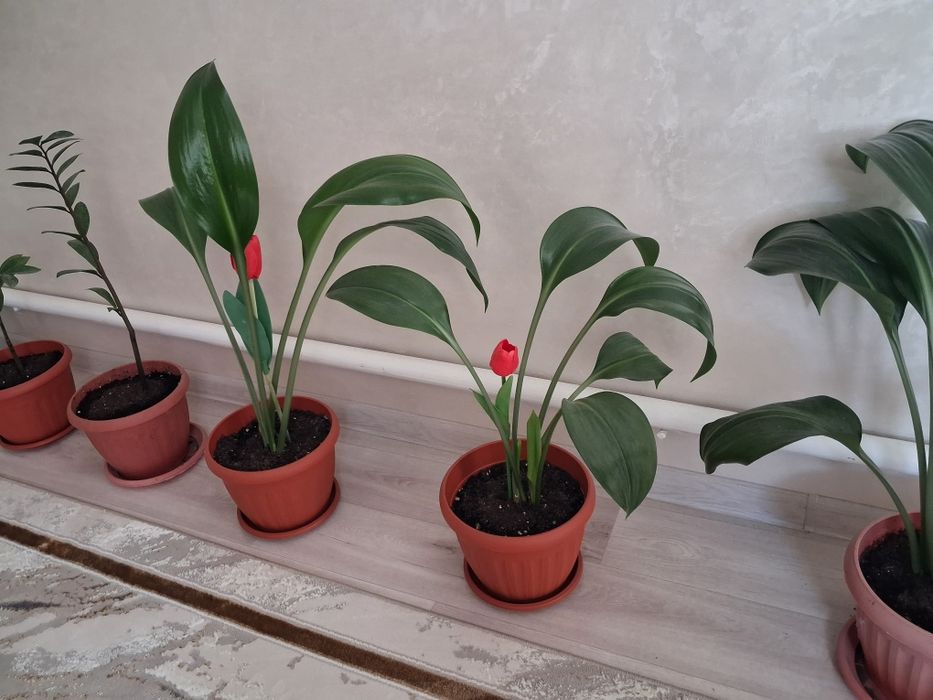 Продаётся комнатные ухоженные цветы