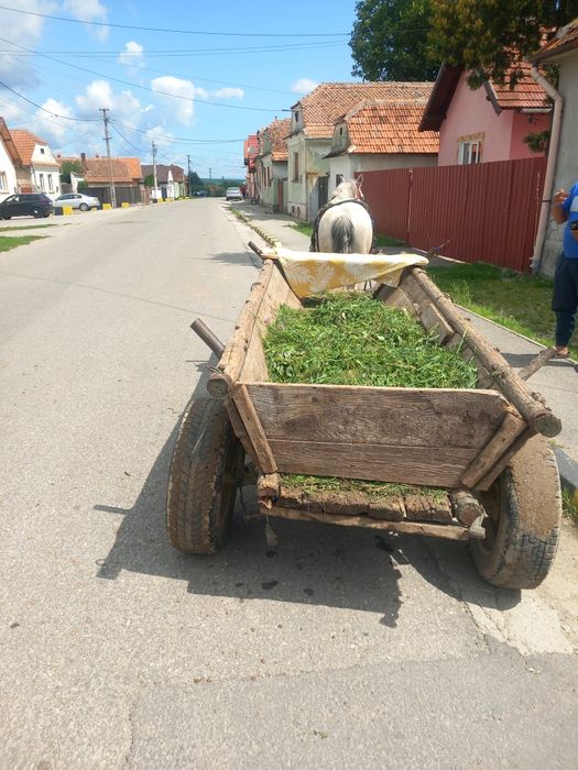 Vând o iapa de 9 ani