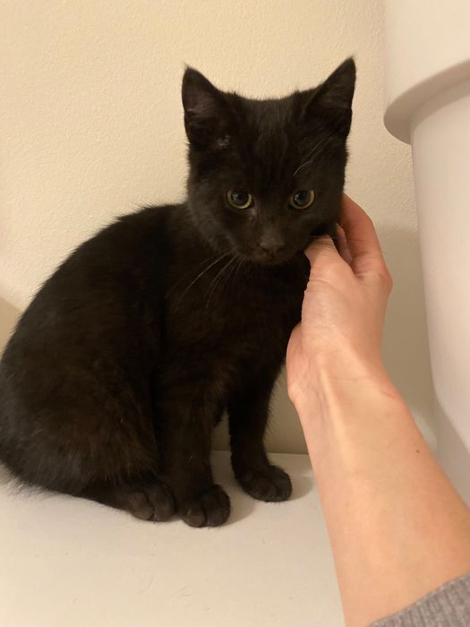 Котенце момче 5 мес