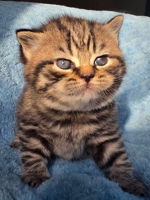 American shorthair mascul