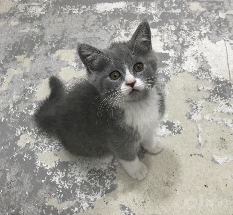 Скоттиш Страйт в хорошие руки