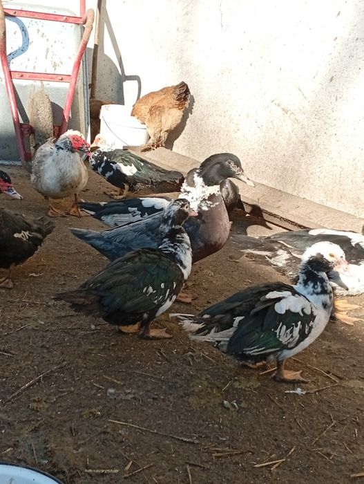 De vânzare rațe mute