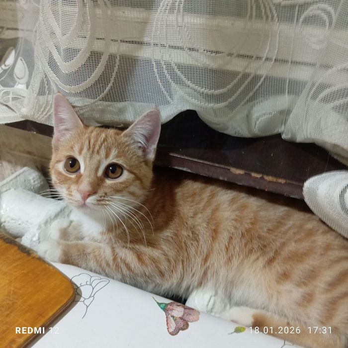 Отдам котенка , кошечка очень красивая