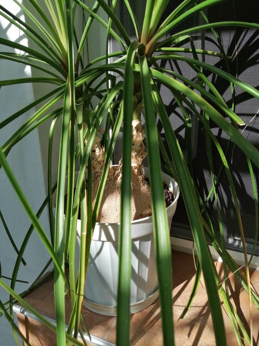 Страхотна нолина