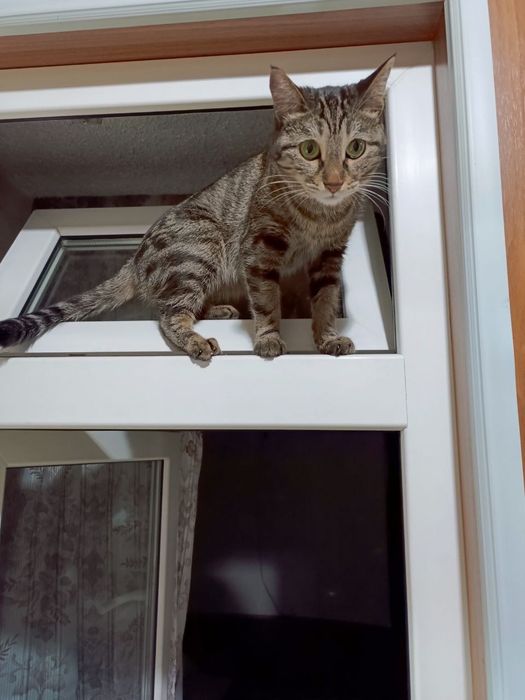 Отдам в добрые руки 2-х кошек.В связи со срочным переездом
