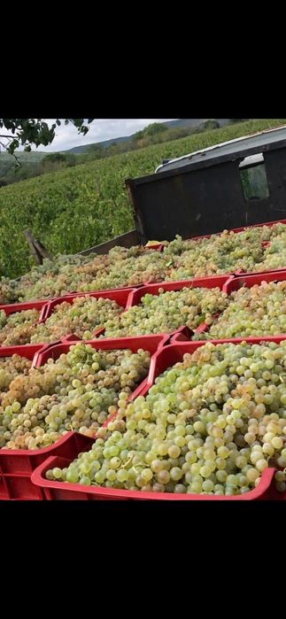 Oferim spre vânzare struguri de vin recolta 2026