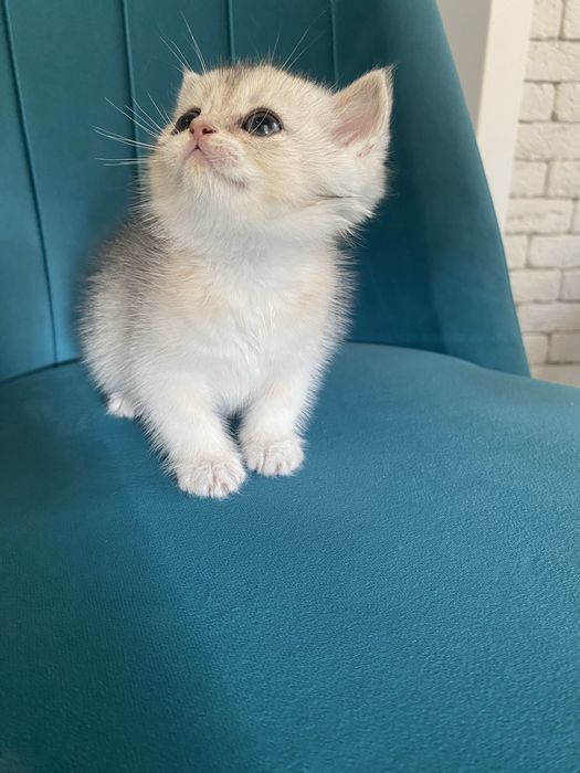 Золотая шиншилла