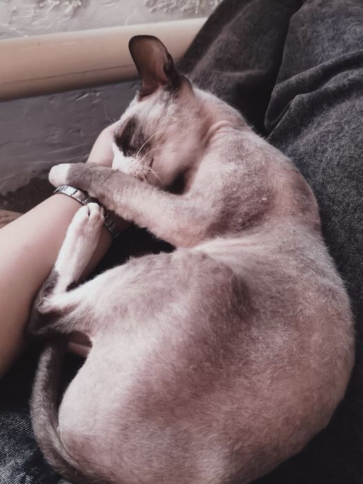 Отдам кота, в добрые руки