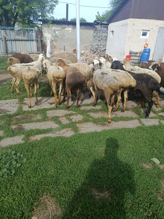 В Продажи Барашки жирные