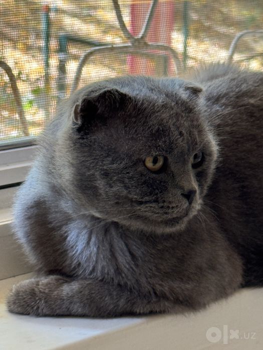 Шотландский вислоухий кот