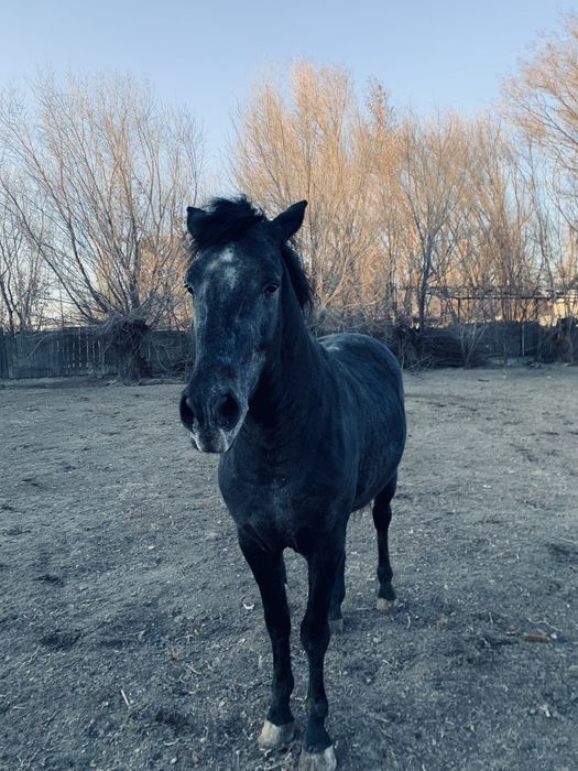 Айғыр сатылады міңгі