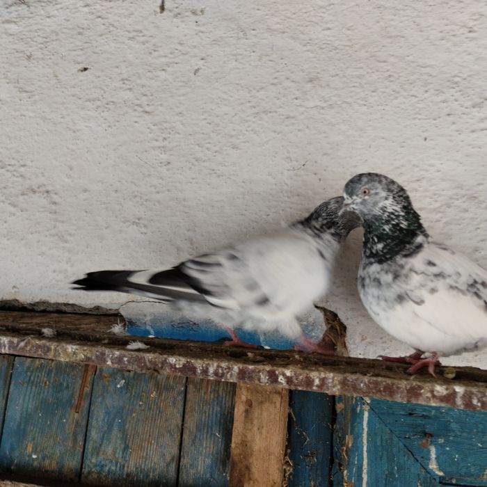 Продам голубей пакистанцев