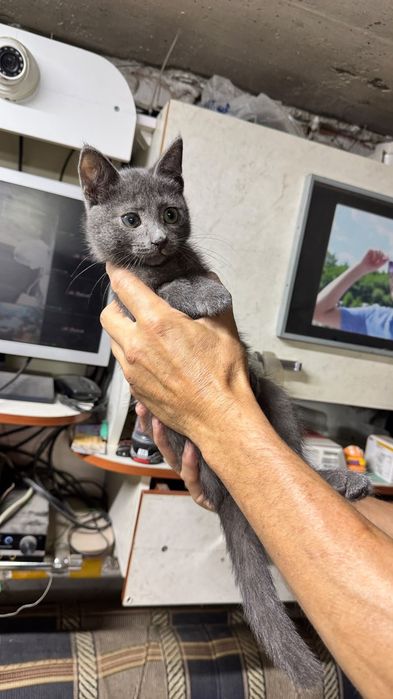 Ищет дом котёночек
