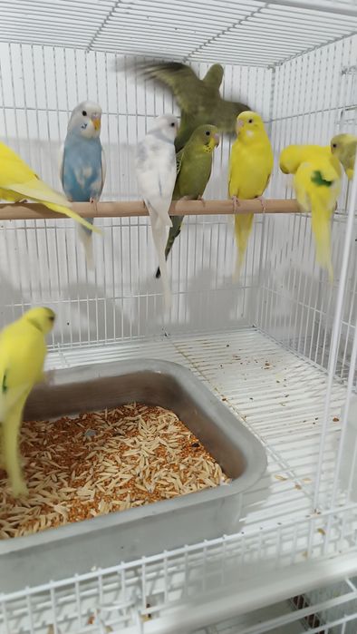 Попугаи Волнистые, Кореллы