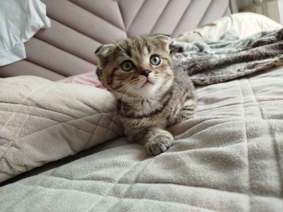 Шотландская вислоухая девочка котёнок